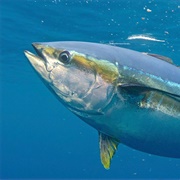 Yellowfin Tuna