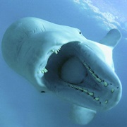 Beluga Whale