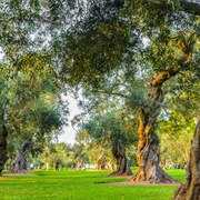 Bosque El Olivar, Lima