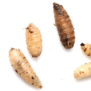 Maggots: Good for Healing Wounds, Turns Out