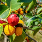 Cowa Fruit (Garcinia Cowa)