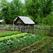 Plant a Vegetable Garden