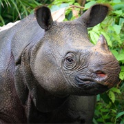 Javan Rhinoceros