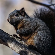 Grey Squirrel Black Morph