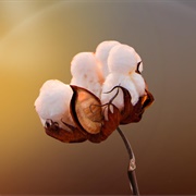 Cotton