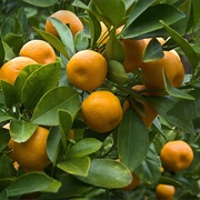 Sweet Orange (Citrus × Sinensis)