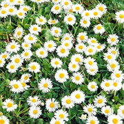 The First Spring Daisies in the Grass