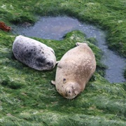 Carpinteria Harbor Seal Preserve