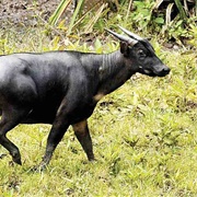 Mountain Anoa