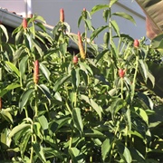 Ginger (Quran Verse 1)