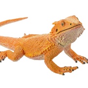 Toy Bearded Dragon