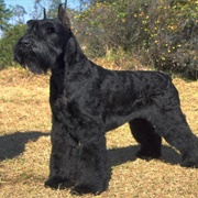 Groom a Giant Schnauzer