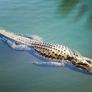 Alligators Live in the Sewers and Would Come Into Your Toilet and Bite Your Butt