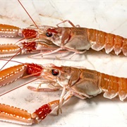 Scampi (Norway Lobster/ Langoustine)