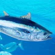 Tuna