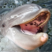 Bottlenose Dolphin