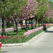 Tulip Time Festival