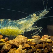 Ghost Shrimp