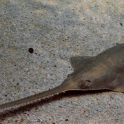 Common Sawfish