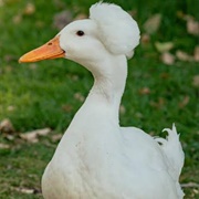 Crested Duck