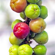 Seagrape (Coccoloba Uvifera)