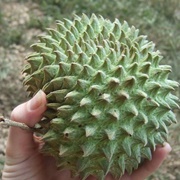 Soncoya (Annona Purpurea)