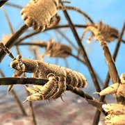 An Infestation of Lice