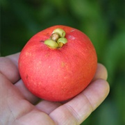 Seashore Mangosteen (Garcinia Celebica)