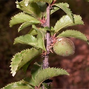 Long‑Peduncled Almond (Prunus Pedunculata)