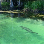 Wakulla Springs