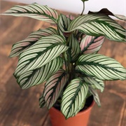 Calathea Whitestar