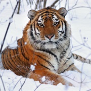 Amur Tiger