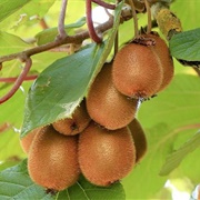 Fuzzy Kiwifruit (Actinidia Deliciosa)