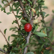 Tianshan Cherry (Prunus Tianshanica)