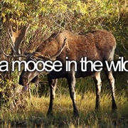 See a Moose in the Wild