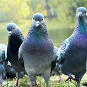 A Flight of Pigeons