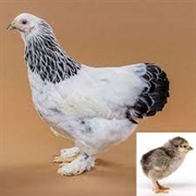 Light Brahma Bantam