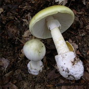 Worlds Most Poisonous Mushroom Amanita Phalloides