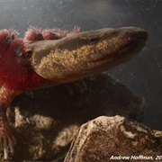 Common Mudpuppy