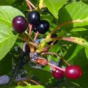 Yoshino Cherry (Prunus × Yedoensis)