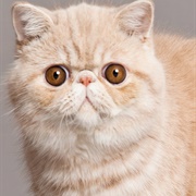 Groom an Exotic Shorthair