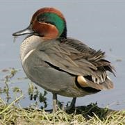 Green Winged Teal