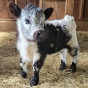 Miniature Cow