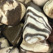 Zebra Jasper