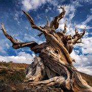 Methuselah Tree - Ancient Bristlecone National Forest