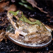 Northern Cricket Frog