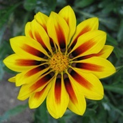 Give a Stranger a Flower