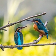 A Rattle of Kingfishers