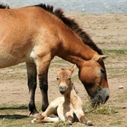 Przewalski