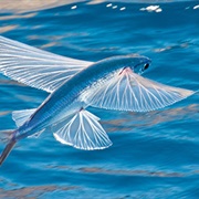 Flying Fish